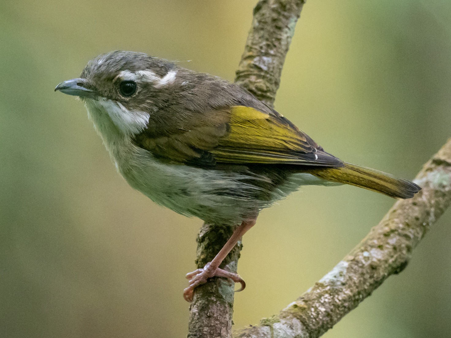 Pied Shrike-Babbler - Forest Botial-Jarvis