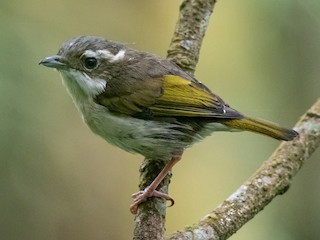  - Pied Shrike-Babbler