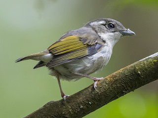  - Pied Shrike-Babbler