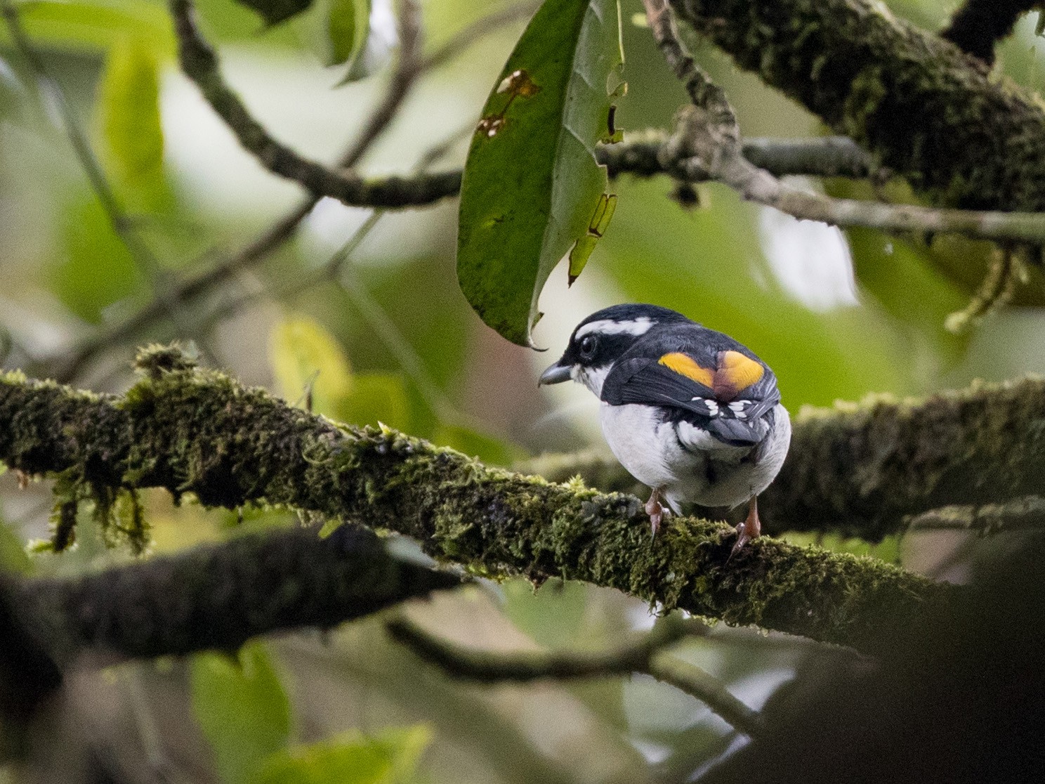 Pied Shrike-Babbler - Ian Davies