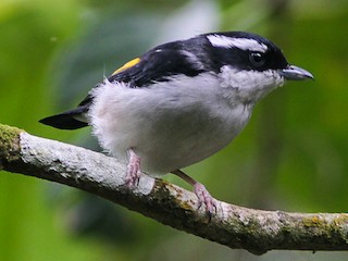  - Pied Shrike-Babbler