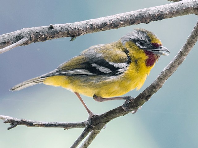Male - Trilling Shrike-Babbler - 