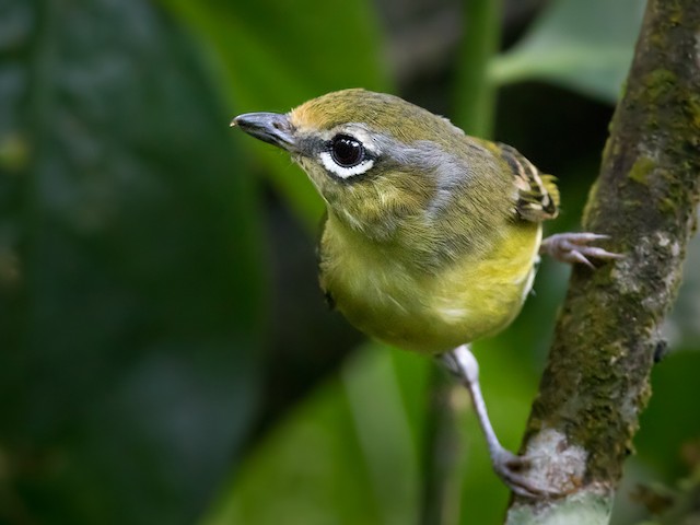 Female - Trilling Shrike-Babbler - 