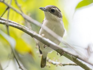  - Pied Shrike-Babbler
