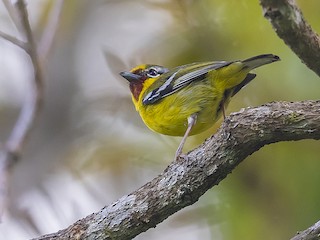  - Trilling Shrike-Babbler