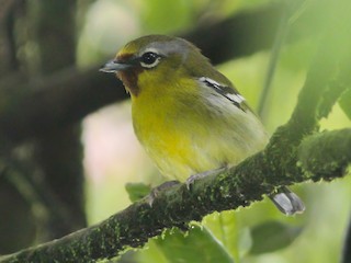  - Trilling Shrike-Babbler