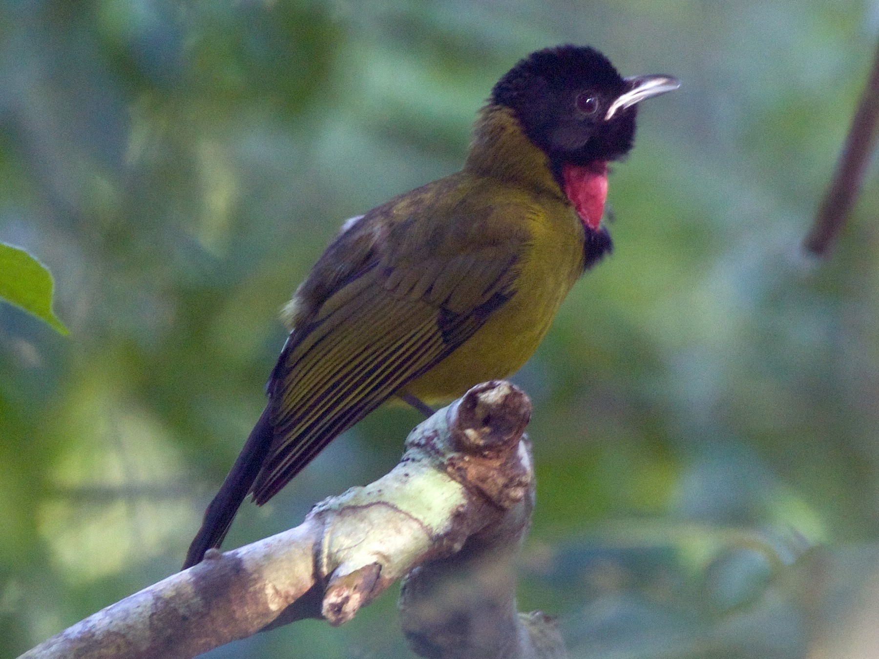 Silbador de Flores - eBird