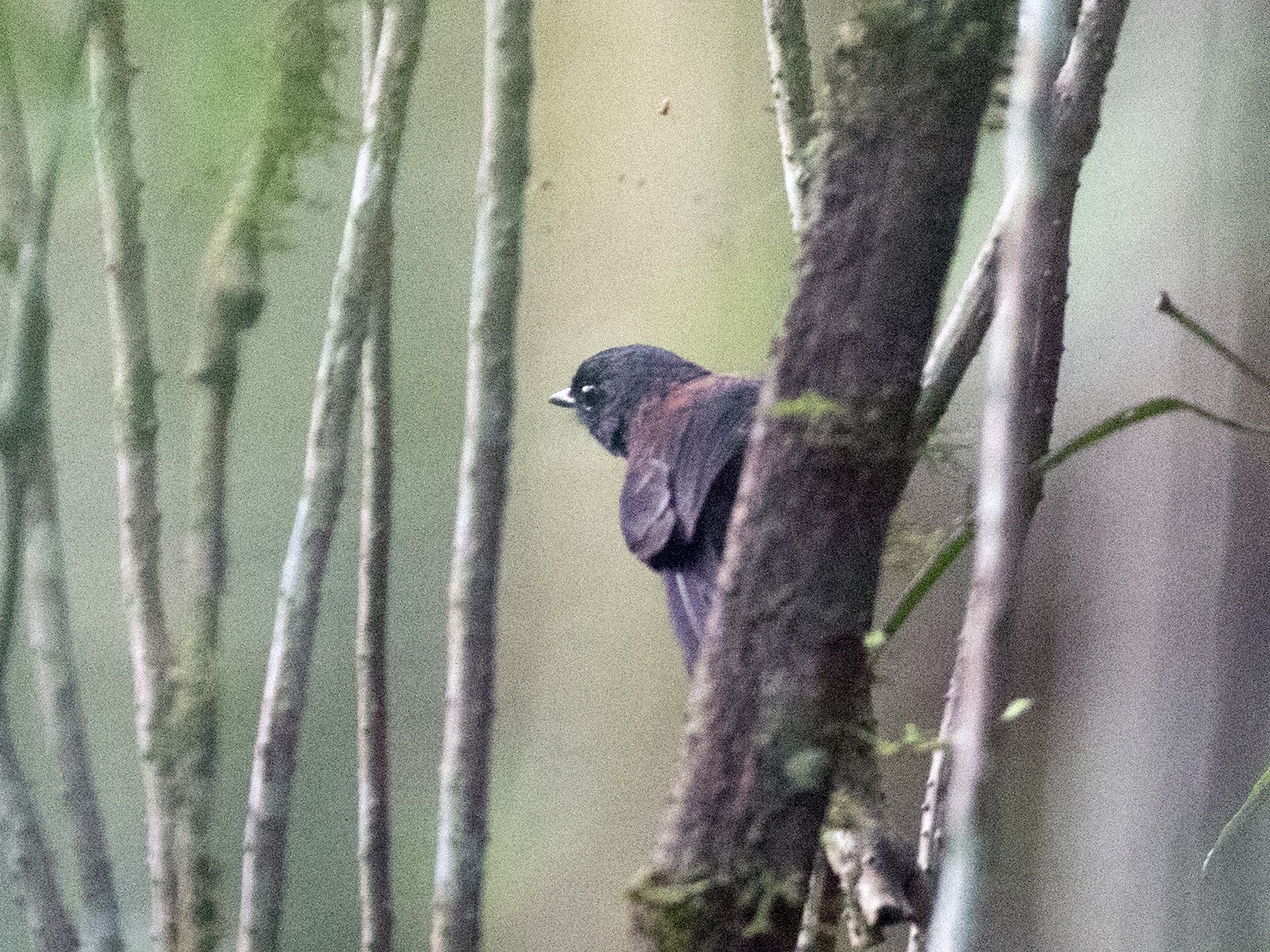 Maroon-backed Whistler - Ian Davies