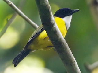  - Black-chinned Whistler