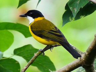  - Black-chinned Whistler