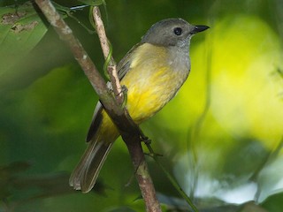  - Black-chinned Whistler