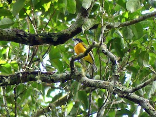 Männchen (Rusty-breasted) - Andy Walker - Birding Ecotours - ML274619471