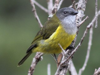  - Lorentz's Whistler