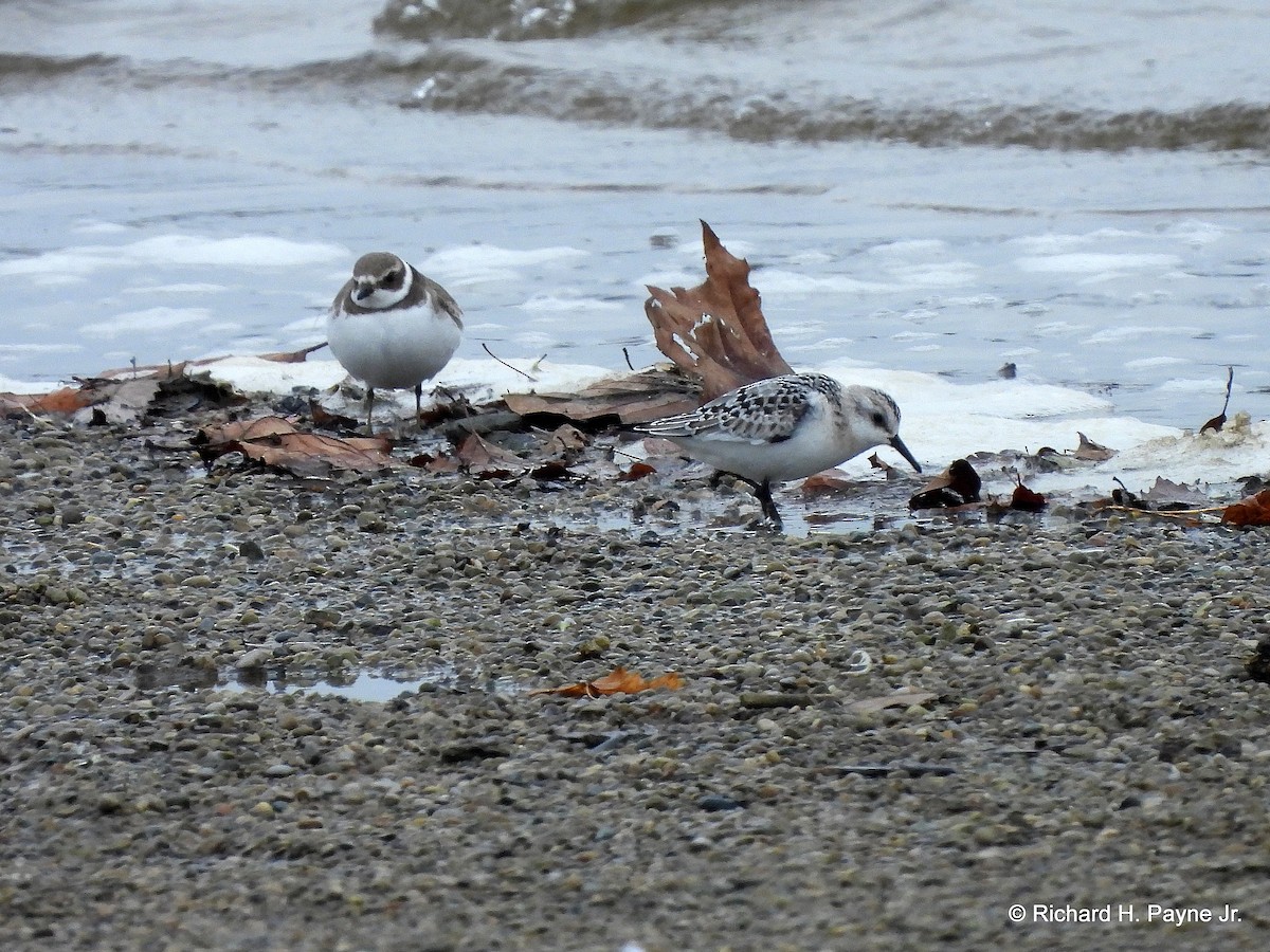 Semipalmated Plover - ML274621951