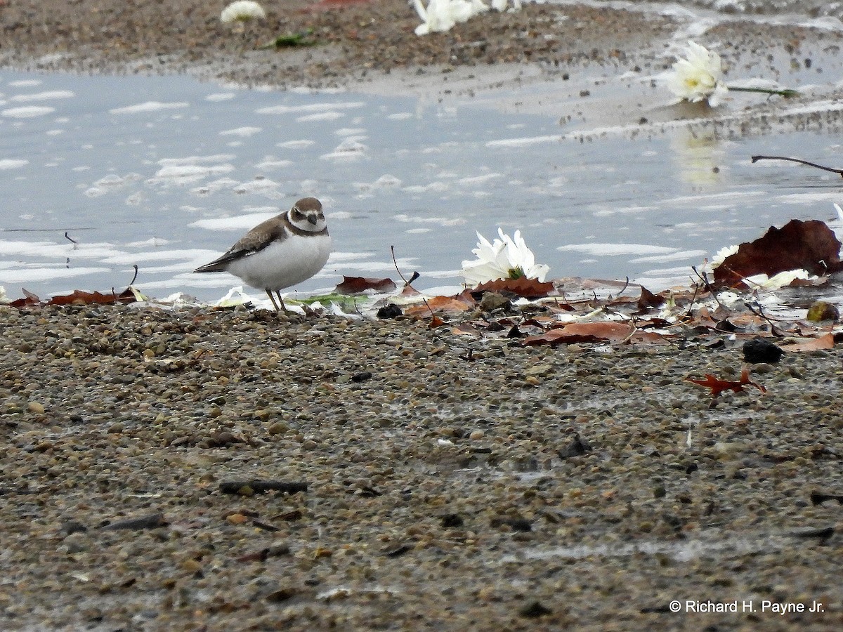 Semipalmated Plover - ML274621961