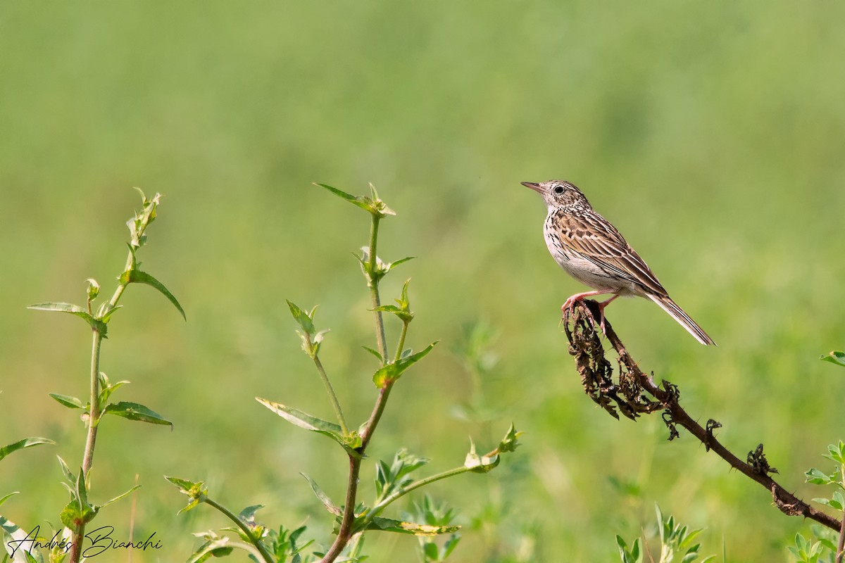 Hellmayr's Pipit - Andres Bianchi