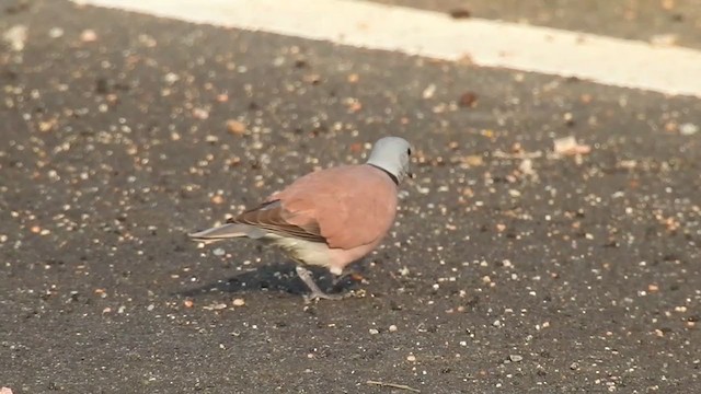 Red Collared-Dove - ML274624971