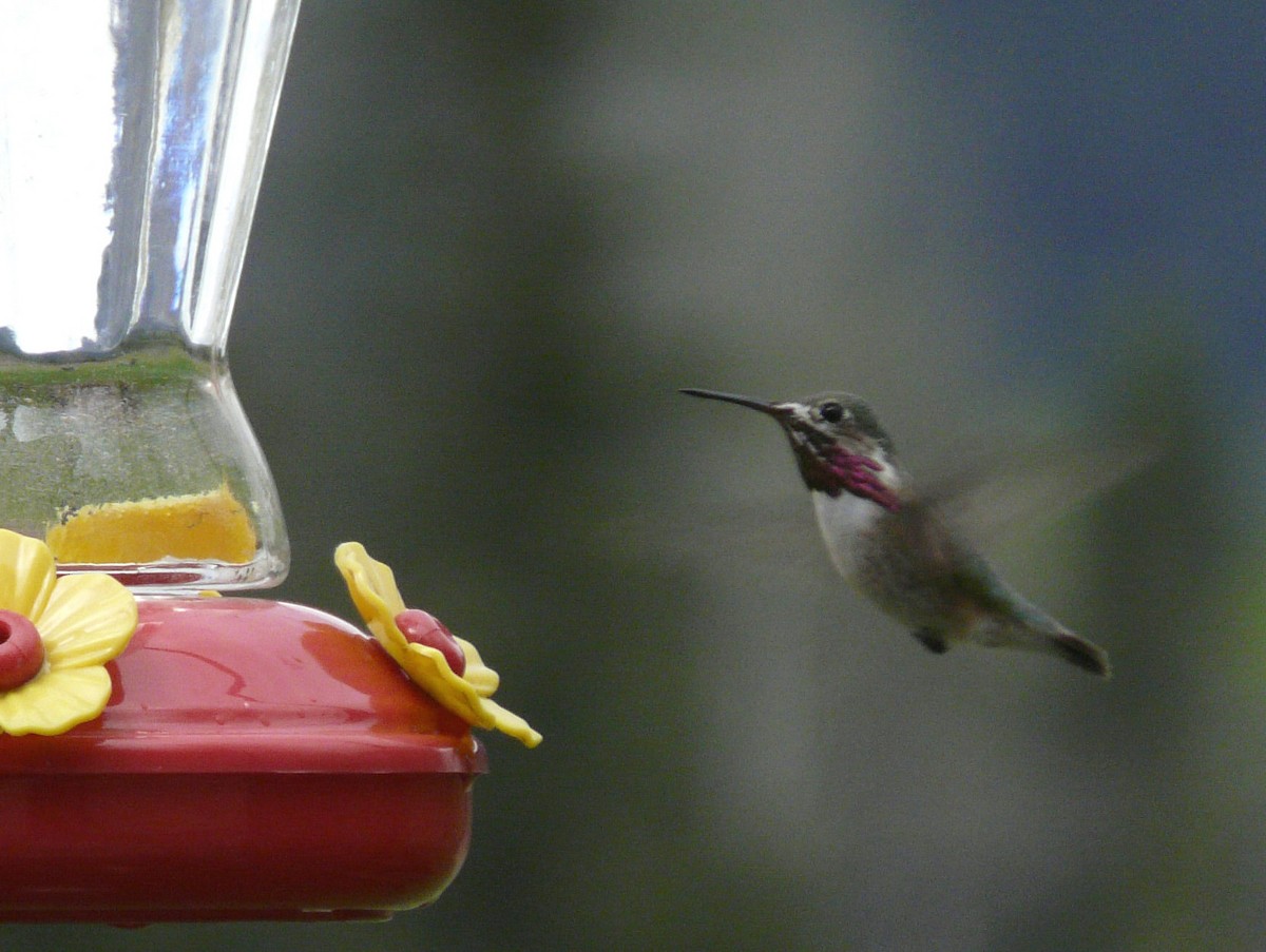 Calliope Hummingbird - Douglas Leighton