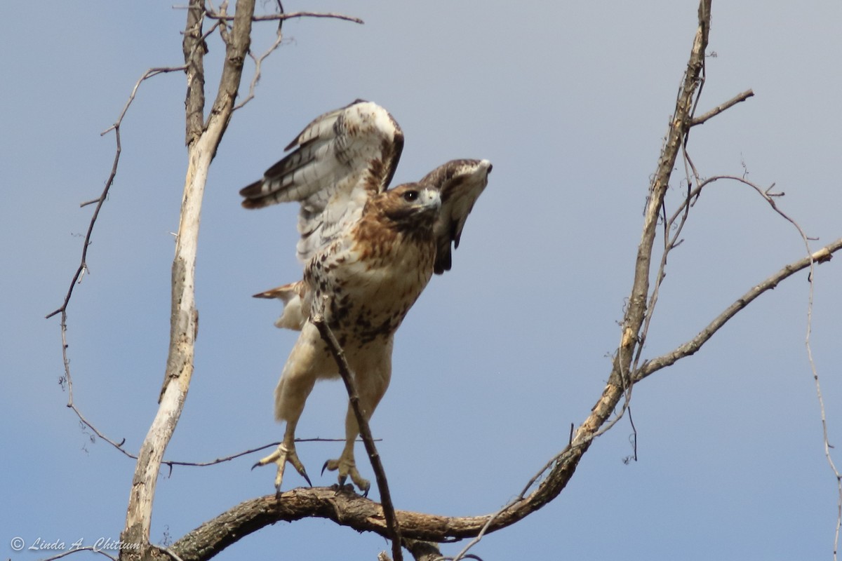 Red-tailed Hawk - ML274630381