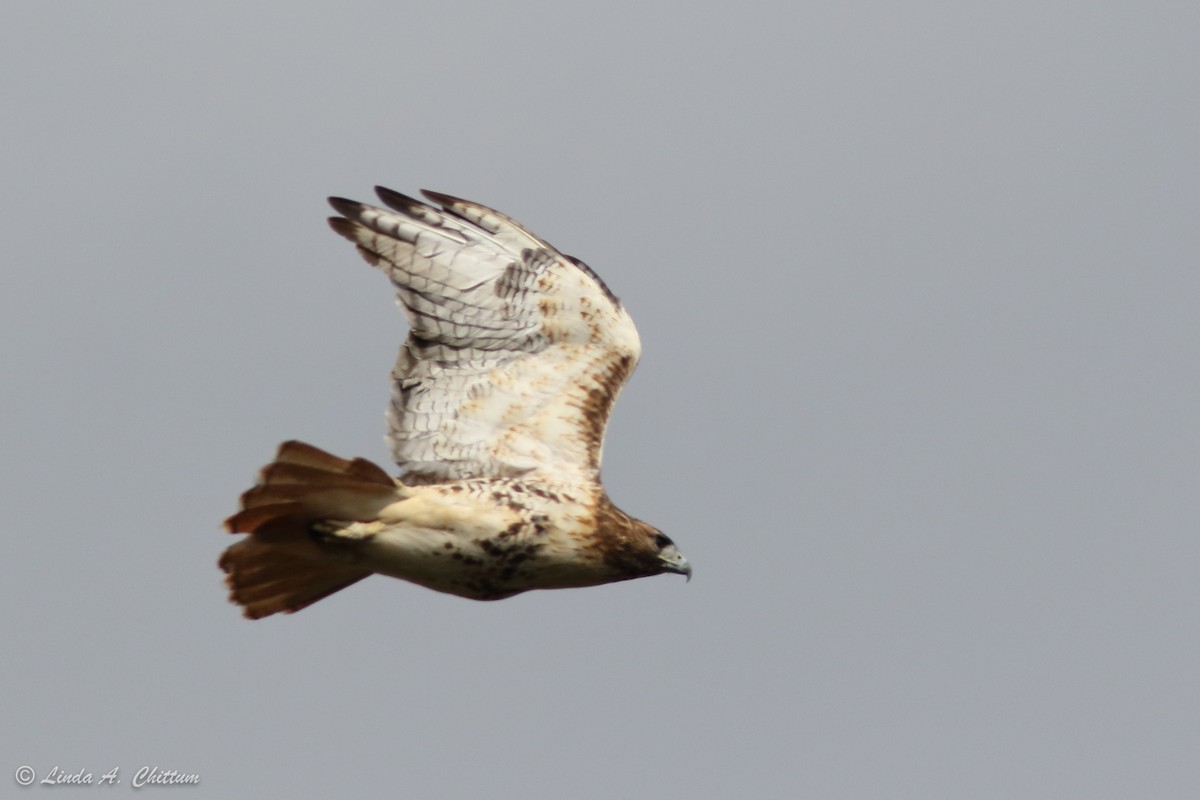 Red-tailed Hawk - ML274630391