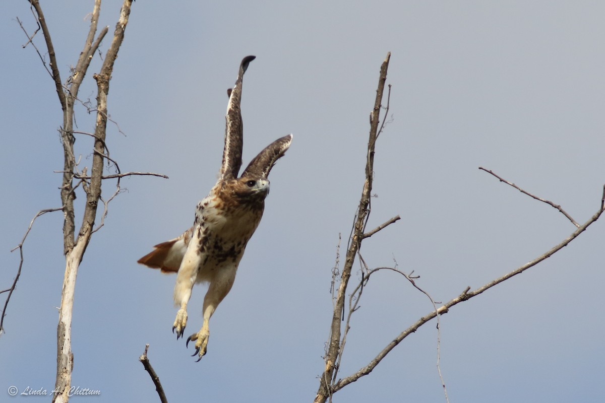 Red-tailed Hawk - Linda Chittum