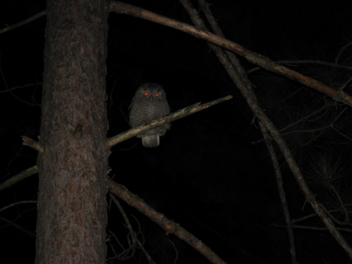 Eastern Screech-Owl - michael jorae