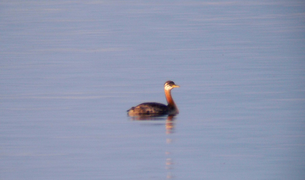 Red-necked Grebe - Tom Auer