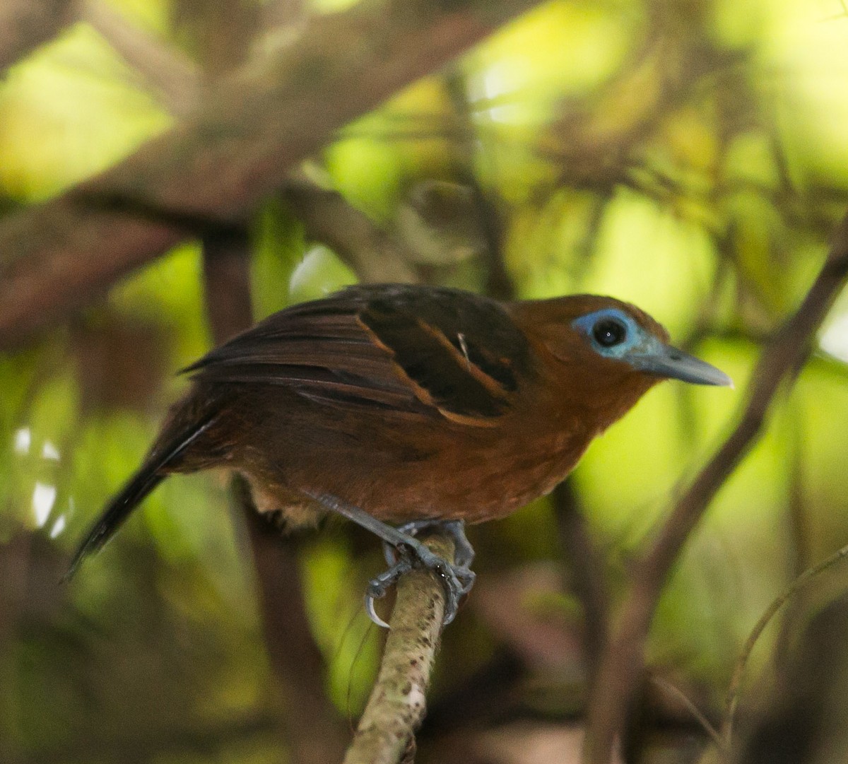 Bare-crowned Antbird - ML274643321