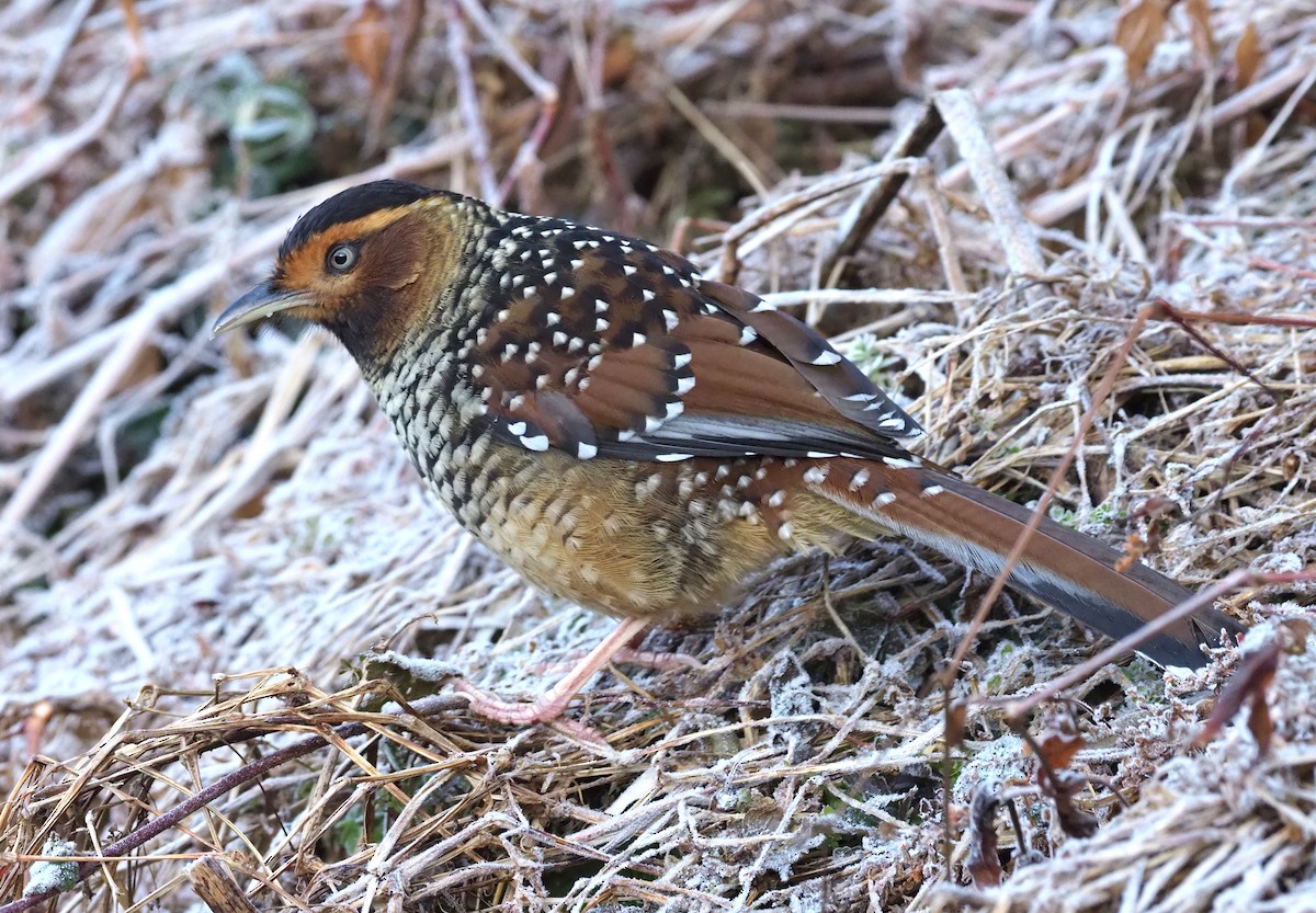 Spotted Laughingthrush - ML274643781
