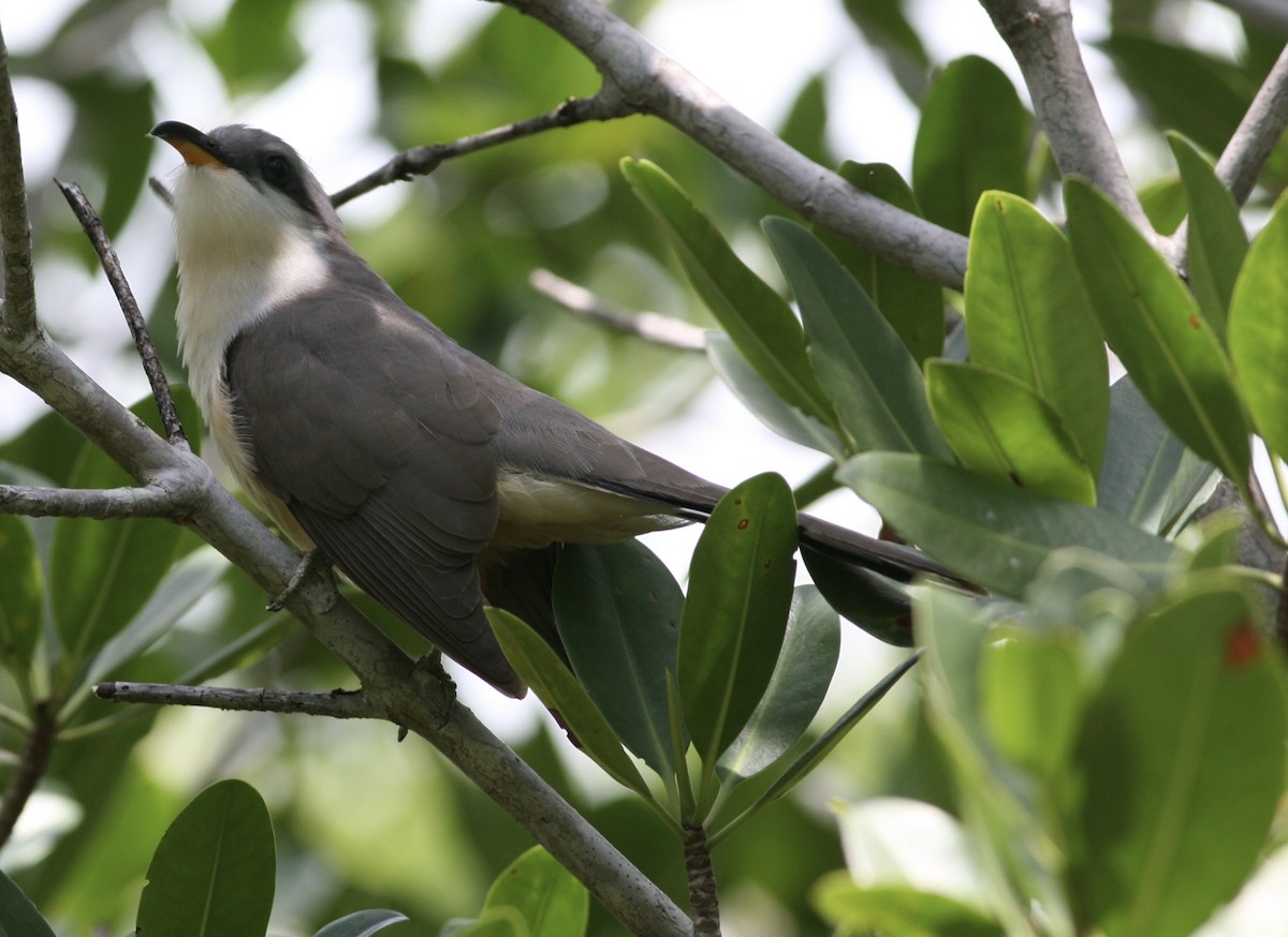 Mangrove Cuckoo - ML27464511