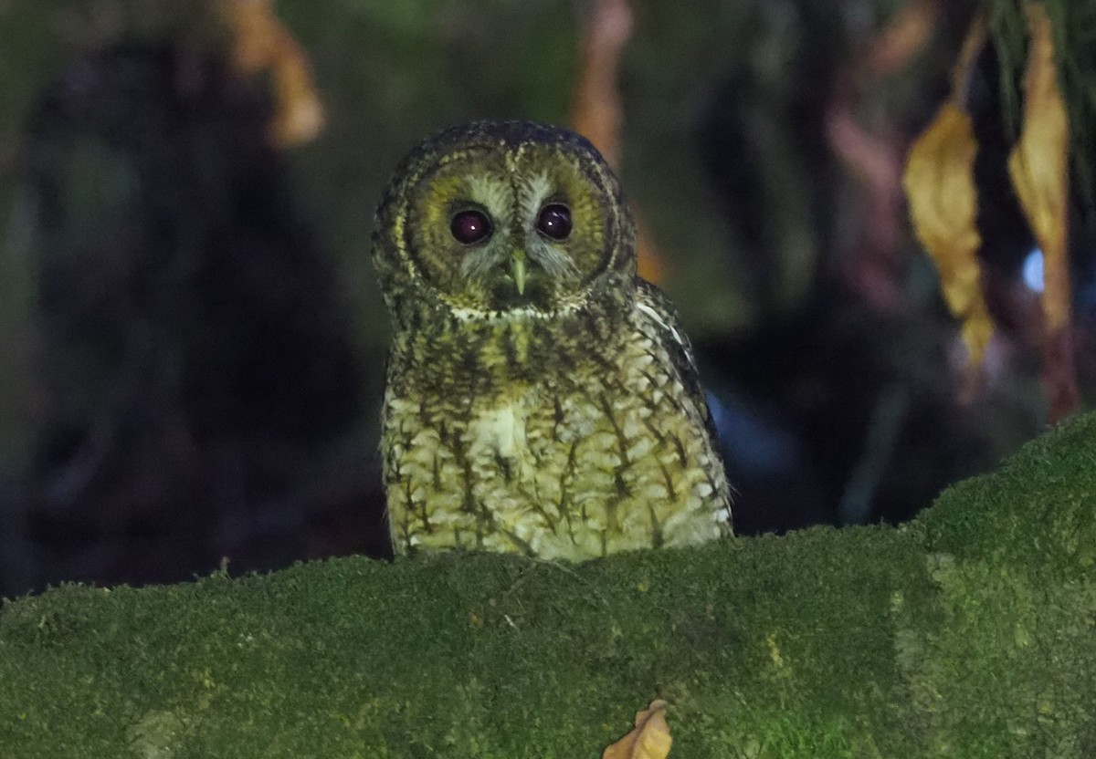 Himalayan Owl - Stephan Lorenz