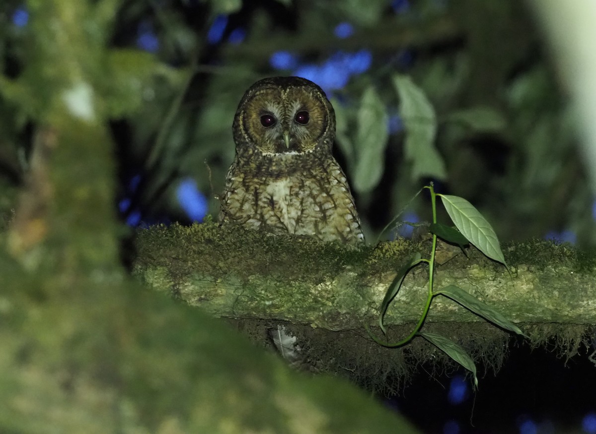 Himalayan Owl - Stephan Lorenz