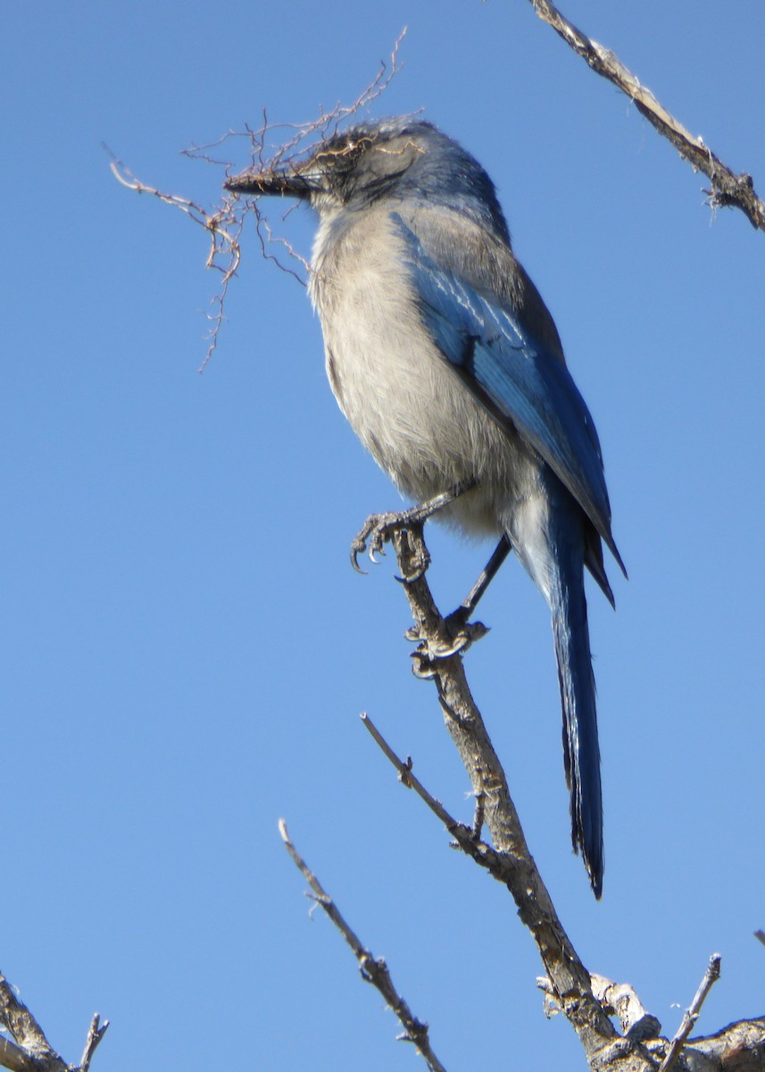 Woodhouse's Scrub-Jay (Woodhouse's) - Gerald "Jerry" Baines