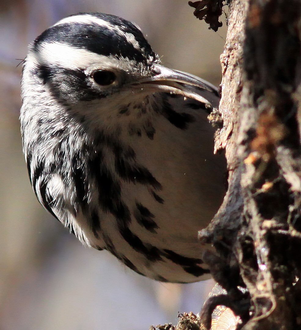 Black-and-white Warbler - ML274649901