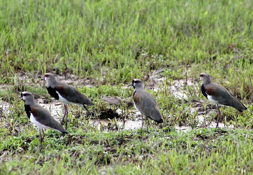 Southern Lapwing - Nelson Lage
