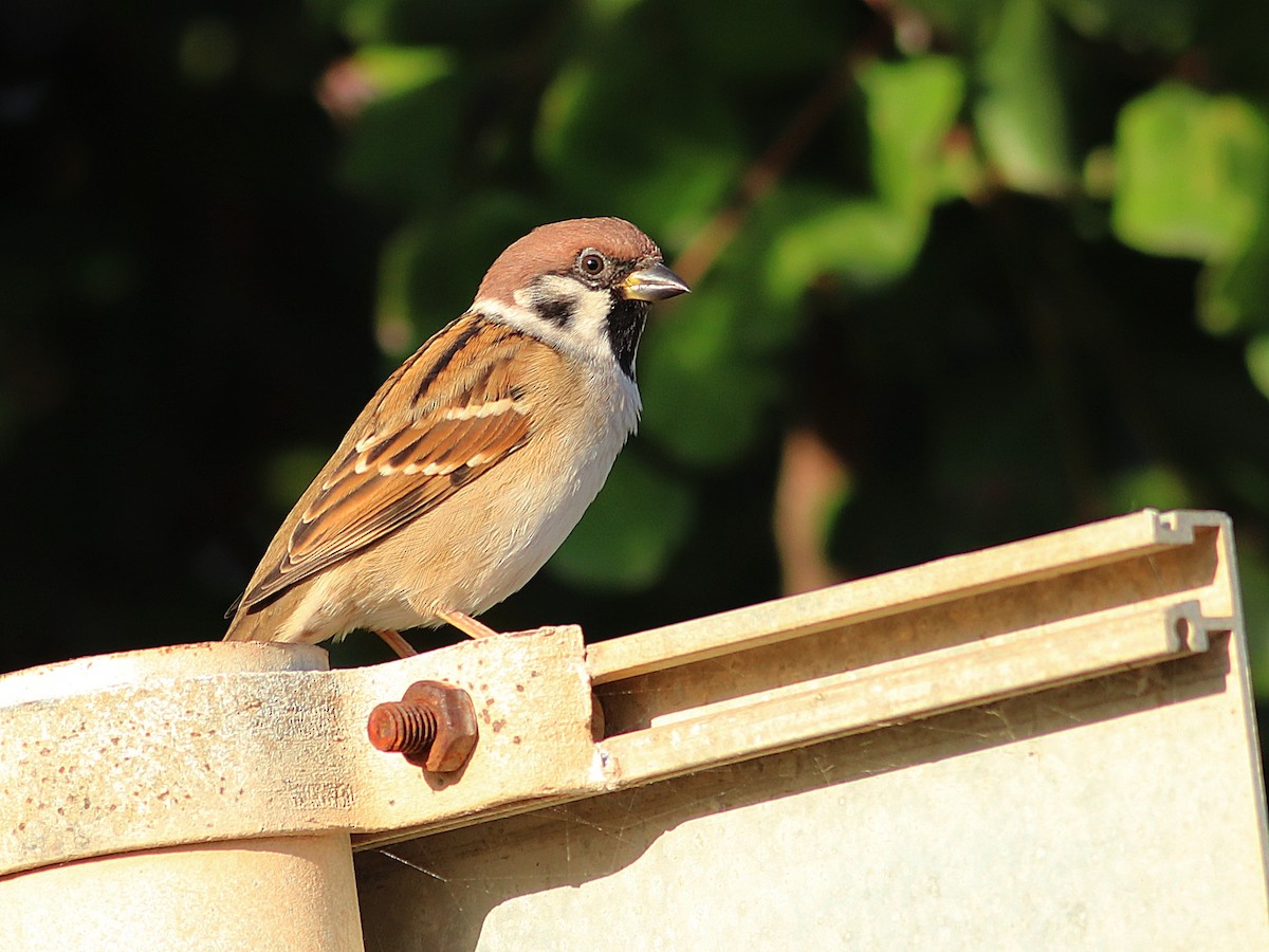 Eurasian Tree Sparrow - Silvio Paul
