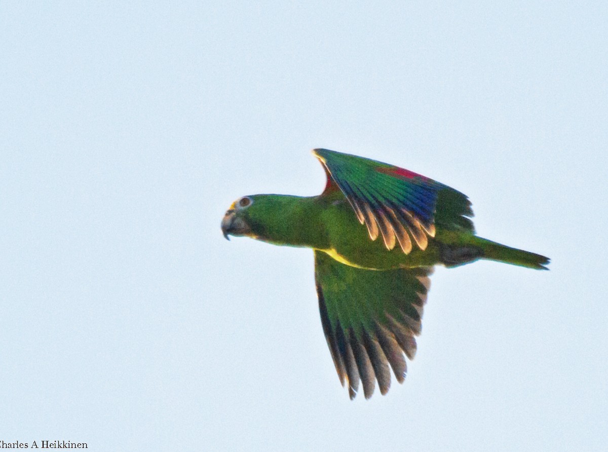 Yellow-crowned Parrot - ML274660021