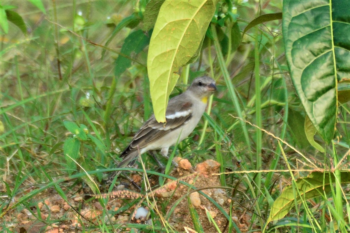 Yellow-throated Sparrow - Harsha NR