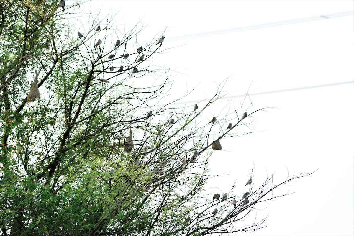 Yellow-throated Sparrow - Harsha NR