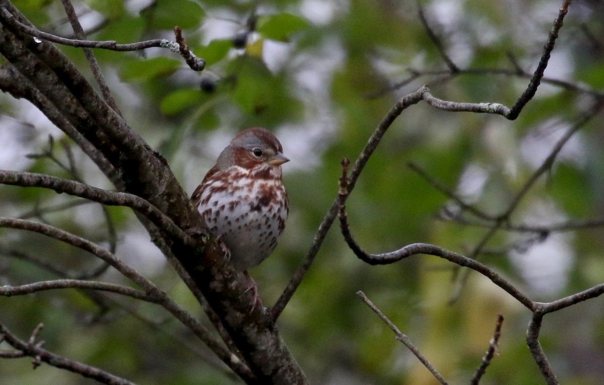 Fox Sparrow (Red) - ML274666491