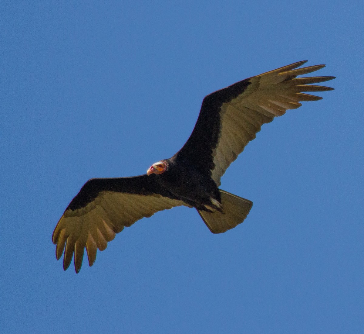 Lesser Yellow-headed Vulture - ML274667321
