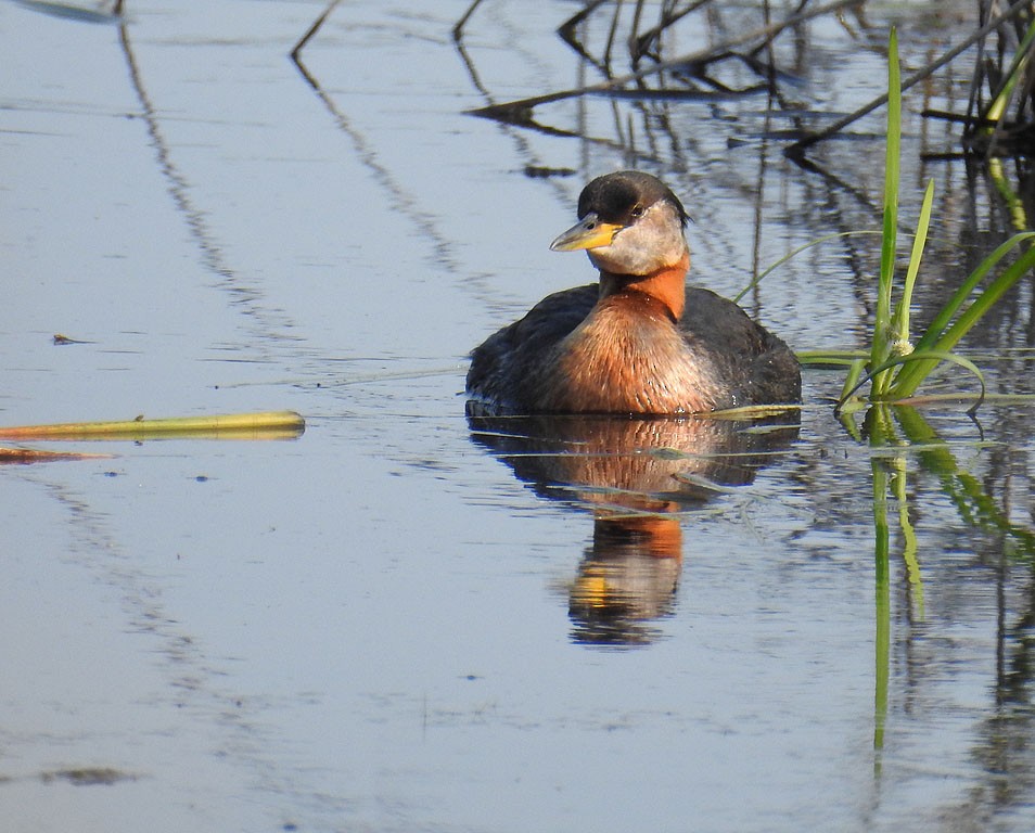 Red-necked Grebe - ML274669311