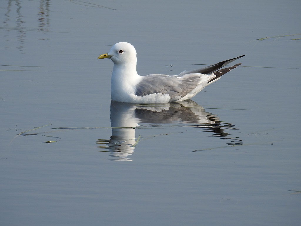 Short-billed Gull - Ad Konings