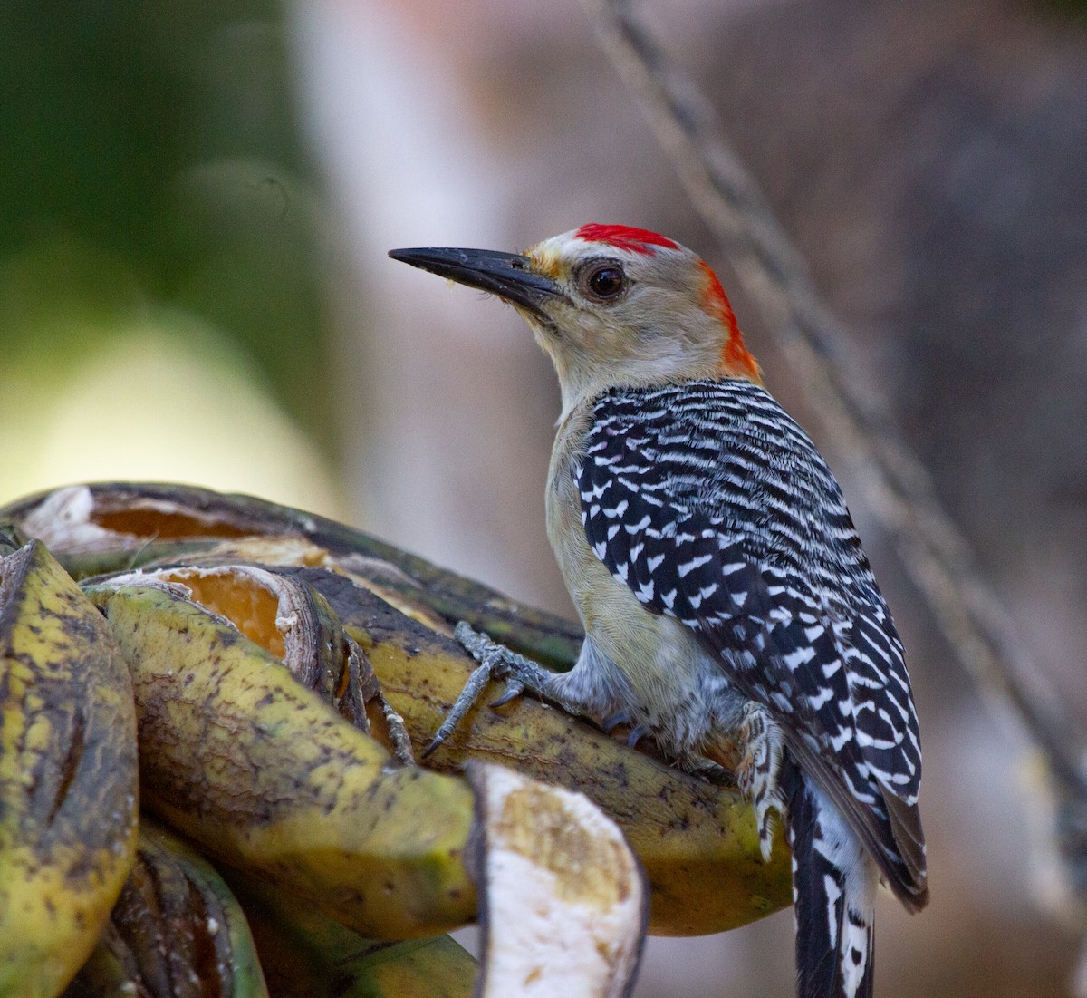 Red-crowned Woodpecker - ML274669871