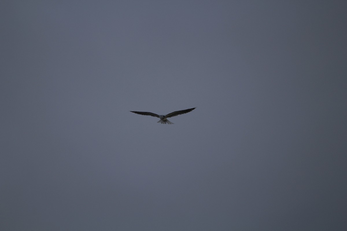 White-tailed Kite - Sylvie Vanier🦩