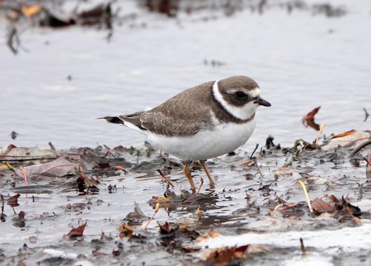 Semipalmated Plover - ML274676511
