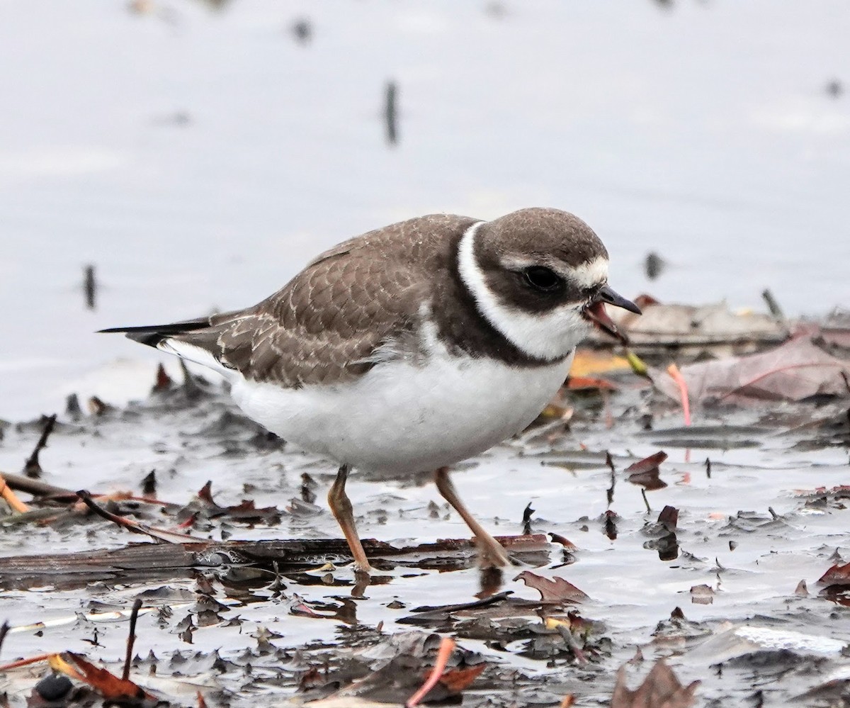 Semipalmated Plover - ML274676711