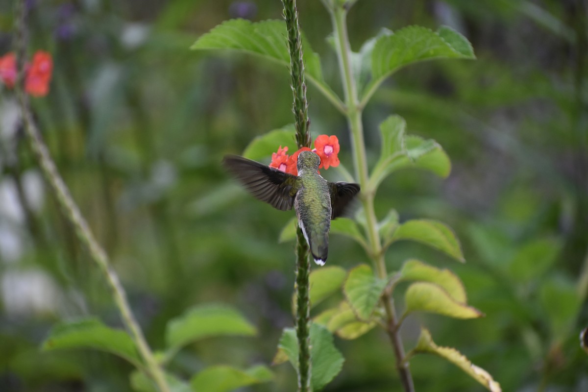Ruby-throated Hummingbird - ML274677181