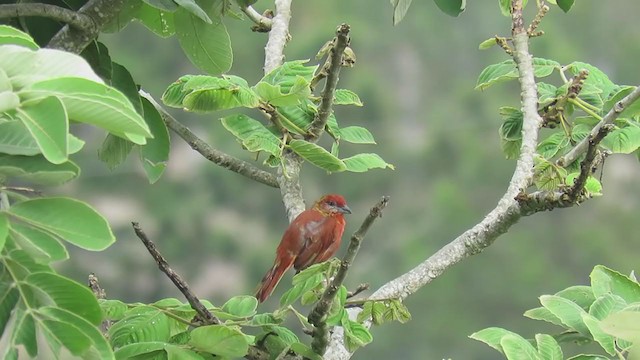 Hepatic Tanager (Northern) - ML274677441