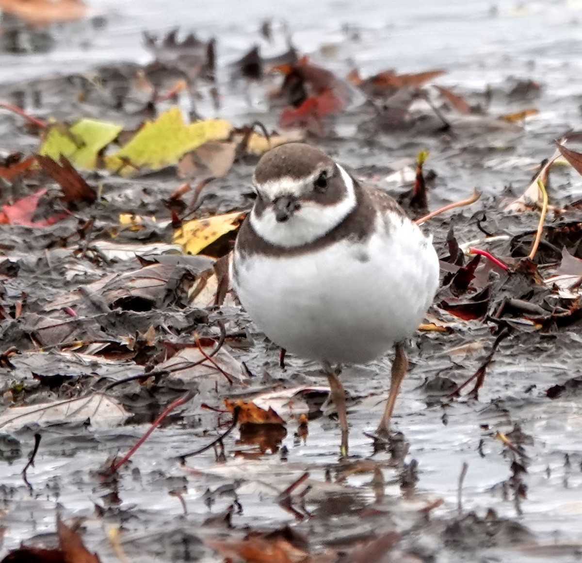 Semipalmated Plover - ML274677461